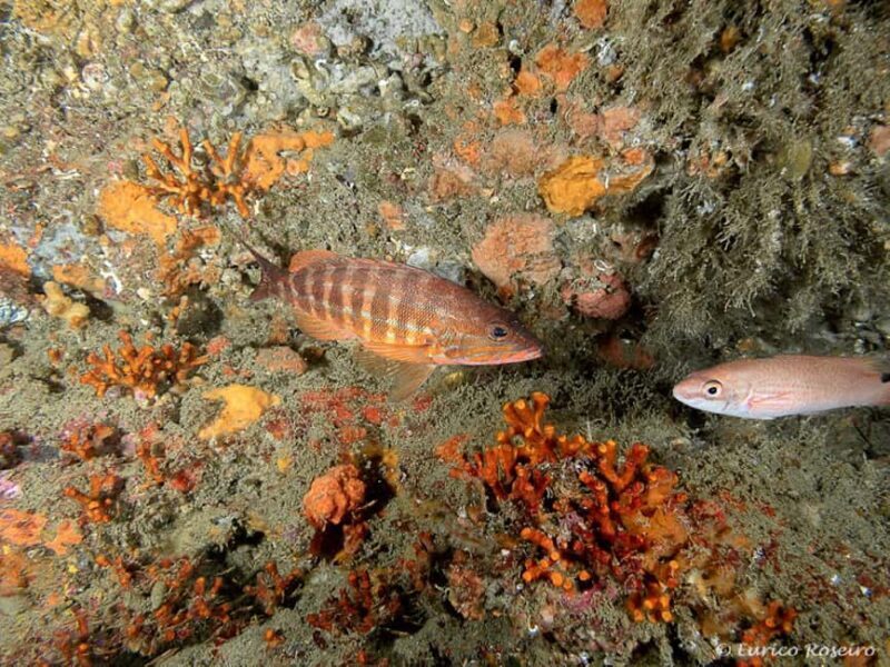 Albufeira: Double Ocean Dive for Certified Divers - Frequently Asked Questions