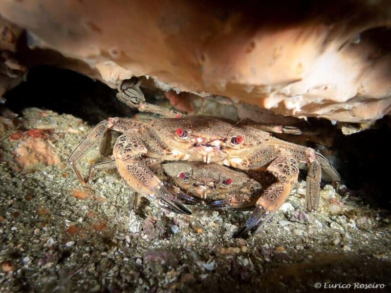 Albufeira: Double Ocean Dive for Certified Divers - Final Thoughts