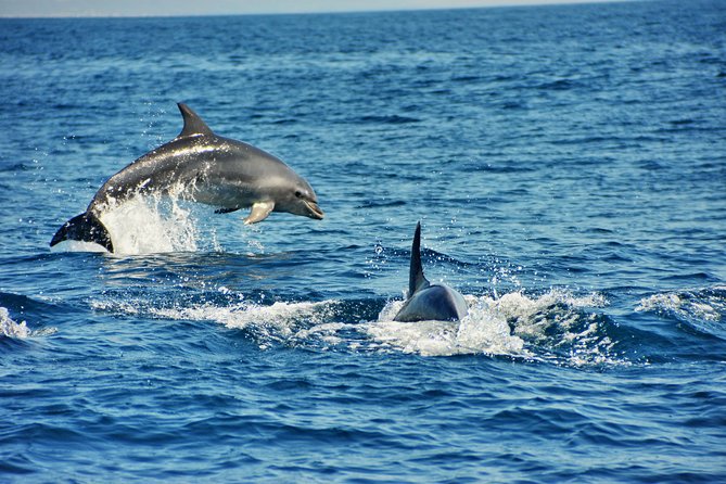 Albufeira Dreamer Boat Trip - Common Questions