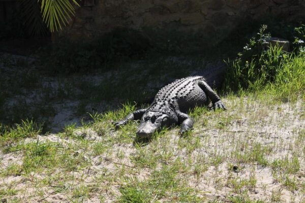 Albufeira: Half-Day Jeep Safari With Zoo - Frequently Asked Questions