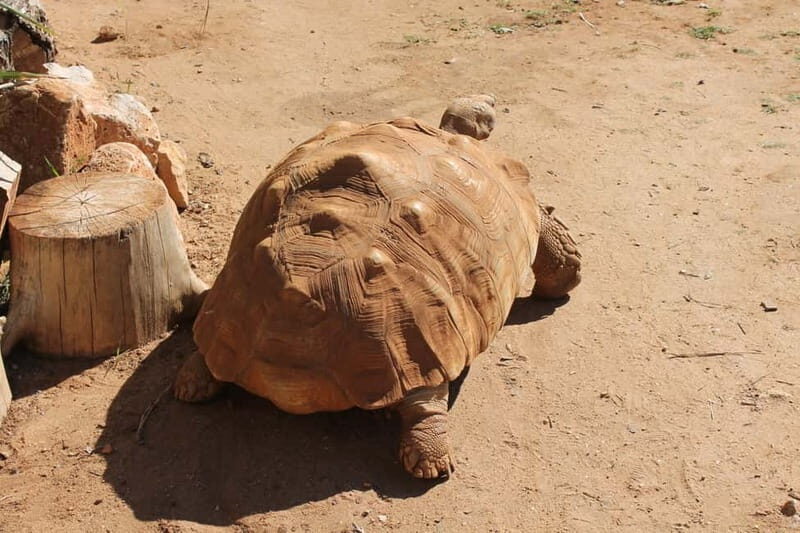 Albufeira Jeep Safari with Zoo - The Sum Up