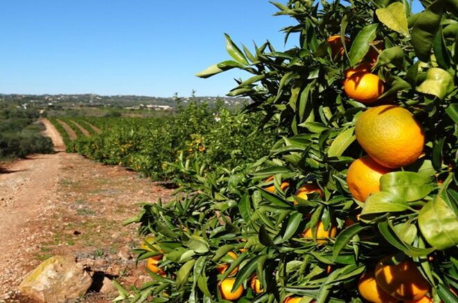 Albufeira: Safari Excursion in the Algarve Mountains - Additional Information