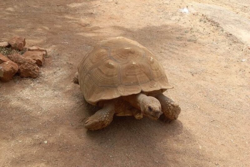 Albufeira Safari with entrance in Krazy World & Bone Chapel - Good To Know
