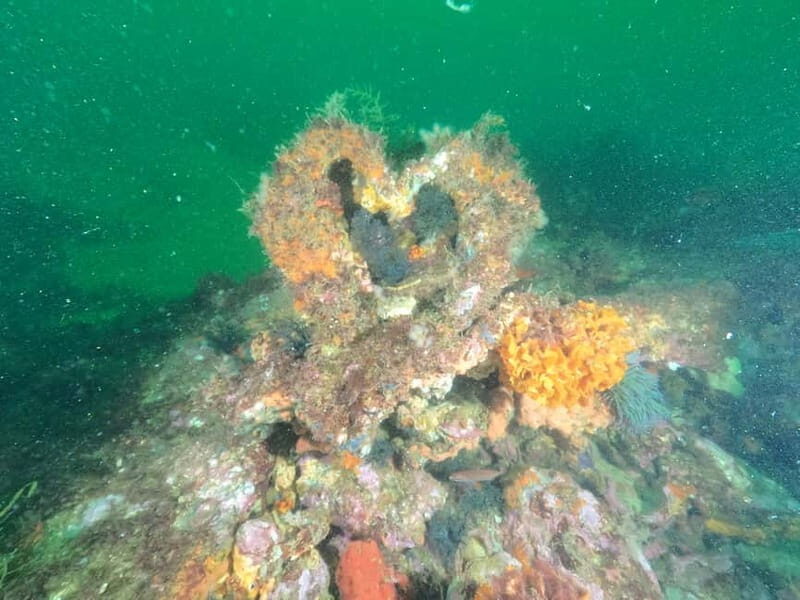 Albufeira: Scuba Diving Experience for Beginners - Certification & Flexibility