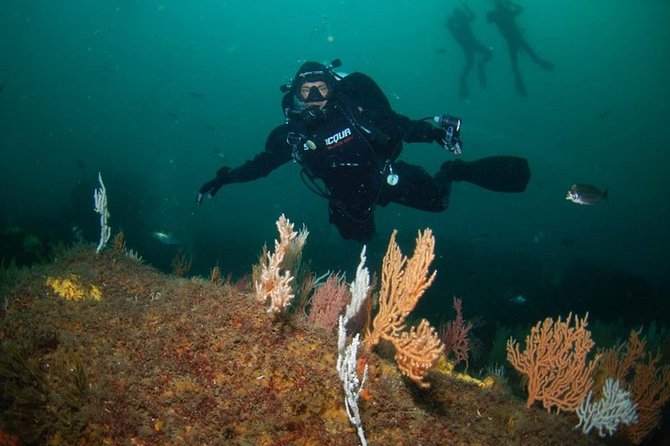 Albufeira Small-Group Certified Dive - Inclusions and Meeting/Pickup Information