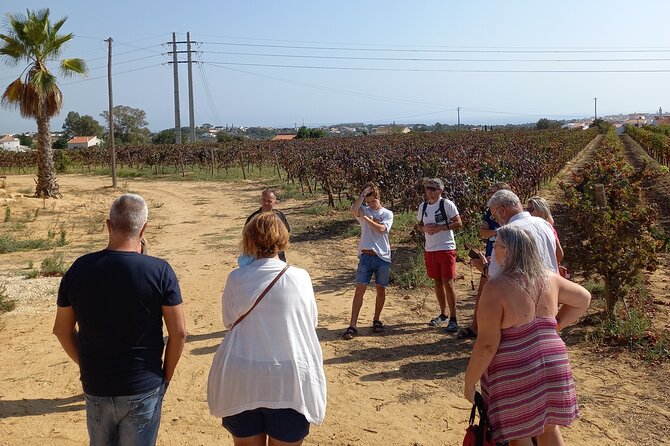 Albufeira Tour: Winery, Wine & Tapas Boards - Sample Menu