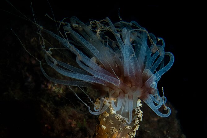 Albufeira Two-Dive Trip for Certified Divers - Participant Requirements