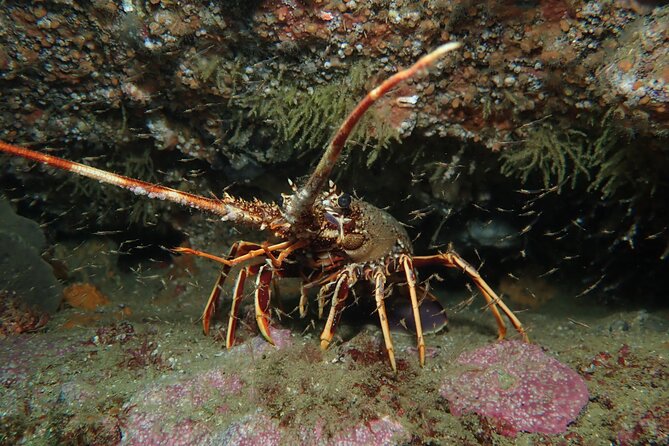 Albufeira Two-Dive Trip for Certified Divers - Cancellation Policy