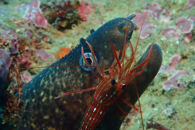 Albufeira Two-Dive Trip for Certified Divers - Common Questions