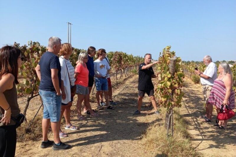 Albufeira/Vilamoura: Winery Tour with Wine Tasting and Tapas - An In-Depth Look at the Tour Experience