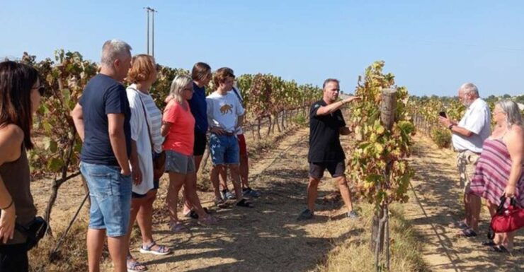 Albufeira: Winery Tour With Tapas Boards - Experience Highlights