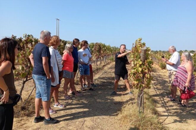 Albufeira: Winery Tour With Tapas Boards - Wine-making Process