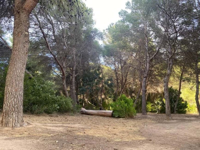 Albufera Bike Adventure: Wetlands, Beaches & Biodiversity - FAQs