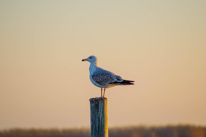 Albufera Natural Park Tour With Boat Ride From Valencia - Customer Reviews and Recommendations