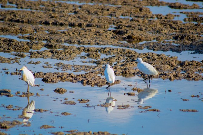Albufera Natural Park Tour With Boat Ride From Valencia - The Sum Up