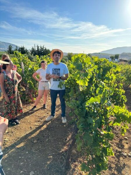 Alcamo: Natural Wine, Olive Oil, & Honey Tasting - Sicily - The Sum Up