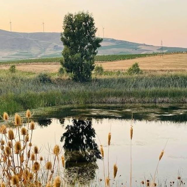 Alcamo: Tenuta Stellino Vineyard and Olive Grove Tour - Experience Highlights