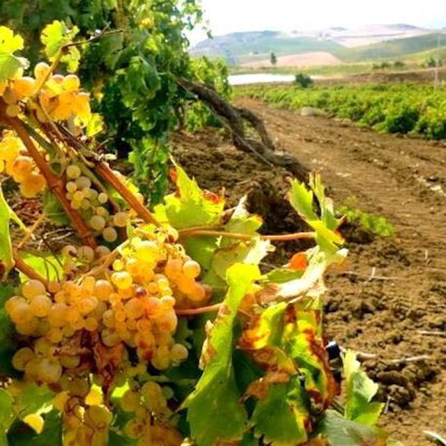 Alcamo: Tenuta Stellino Vineyard and Olive Grove Tour - Inclusions