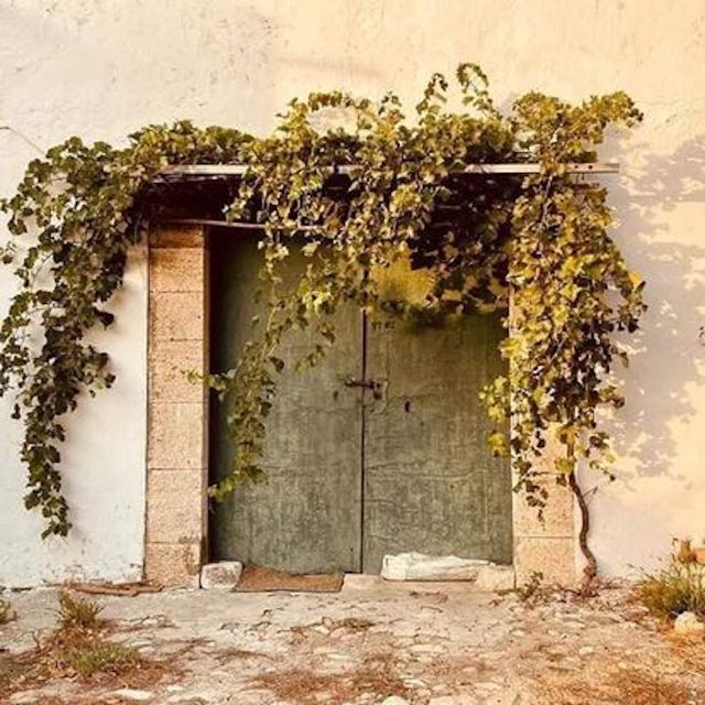 Alcamo: Tenuta Stellino Vineyard and Olive Grove Tour - Not Suitable For