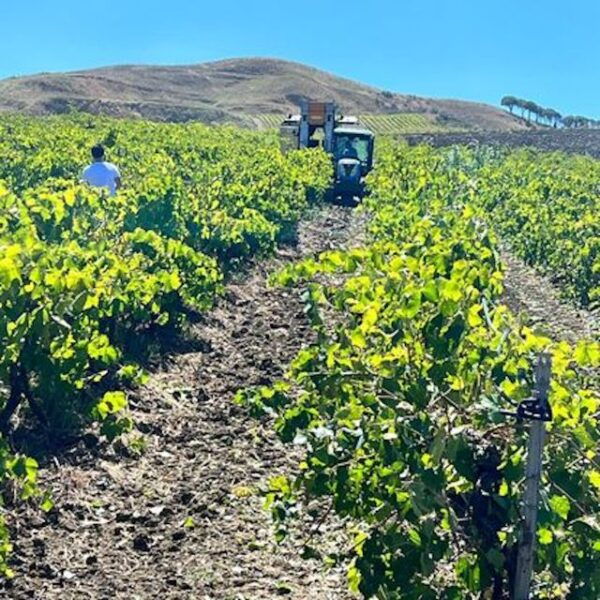 Alcamo: Tenuta Stellino Vineyard and Olive Grove Tour - Pre-Arrival Information