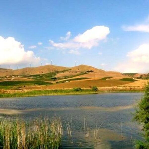 Alcamo: Tenuta Stellino Vineyard and Olive Grove Tour - The Sum Up