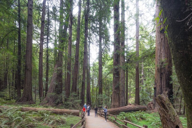 Alcatraz Island, Muir Woods, and Sausalito Join In Tour - Walking beneath the Muir Woods redwoods