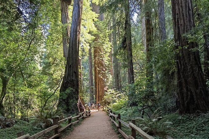 Alcatraz Night Tour & Muir Woods-Sausalito Afternoon or Morning - The Real Experience: What Travelers Say