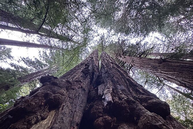 Alcatraz Plus Muir Woods & Sausalito Combo Tour - Traveler Photos and Experiences on the Tour