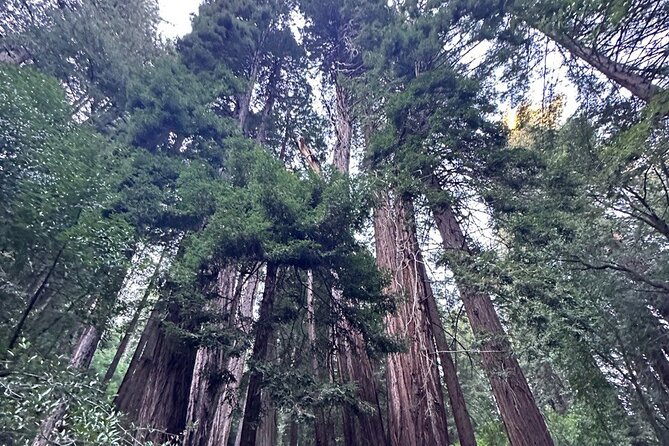 Alcatraz Plus Muir Woods & Sausalito Combo Tour - Questions and Answers About the Tour