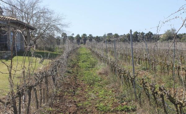 Alcudia/Can Picafort: Guided Vineyard Visit and Wine Tasting - Pickup Locations