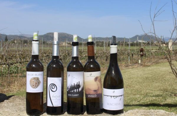 Alcudia/Can Picafort: Guided Vineyard Visit and Wine Tasting - Cancellation Policy