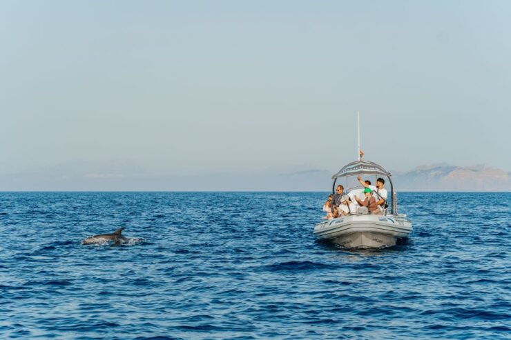 Alcudia/Can Picafort: Sunrise Dolphin-Watching Guided Cruise - Activity Details