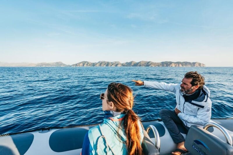 Alcudia or Can Picafort: Dolphin-Watching Tour, Small Group - Good To Know