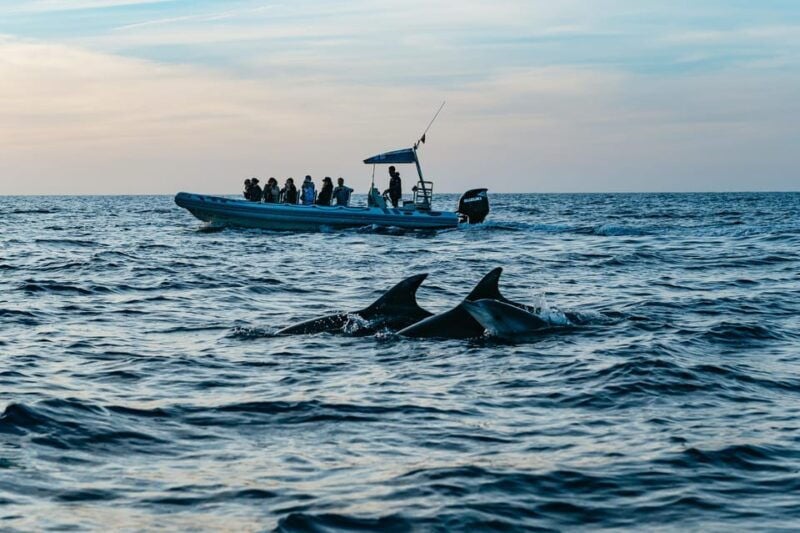 Alcudia or Can Picafort: Dolphin-Watching Tour, Small Group - Itinerary Highlights