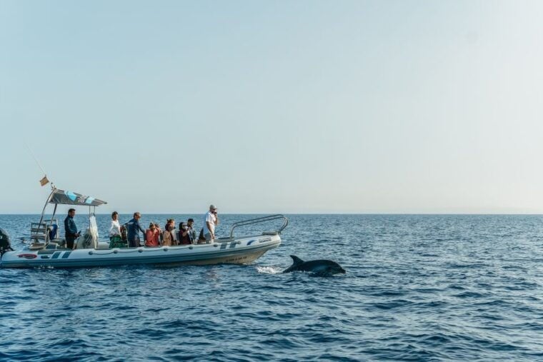 Alcudia or Can Picafort: Dolphin-Watching Tour, Small Group - Inclusions and Exclusions