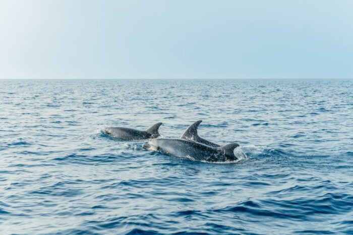 Alcudia or Can Picafort: Dolphin-Watching Tour, Small Group - Common Questions