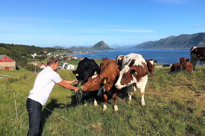 Alesund Sightseeing Tour Vikings Islands by Minibus, 4 Hours. Private Tour - Pricing and Availability