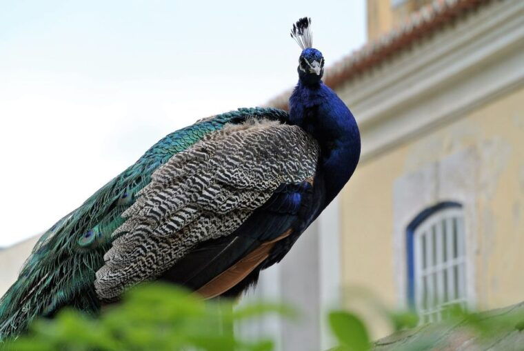 Alfama and the Castle of Saint George - Small Group Tour - Why choose this tour?