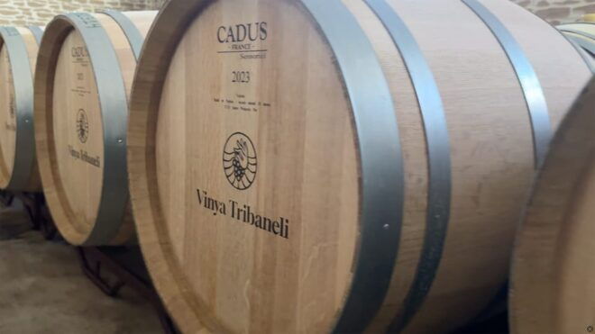 Algaida: Vinya Tribaneli: Wine Making and Tasting Experience - Educational Component