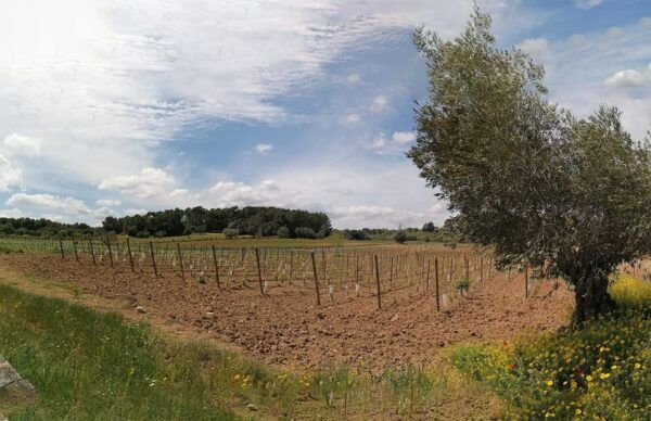 Algaida: Vinya Tribaneli: Wine Making and Tasting Experience - Transportation Options