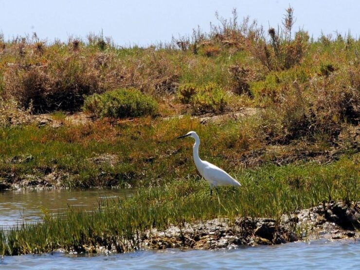 Algarve: 2-Hour Ria Formosa Kayak Tour From Faro - Experience Highlights