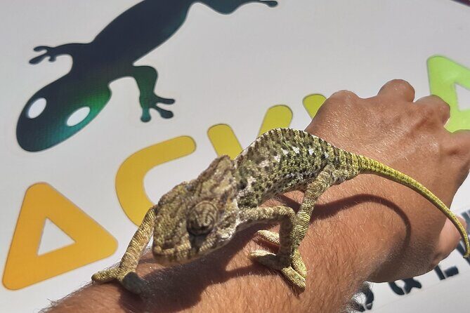 Algarve Charms - 7 Hours Private - The Bottom Line