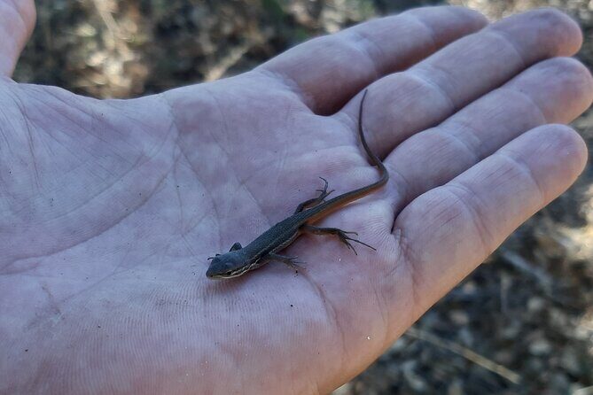 Algarve Charms - 7 Hours Private - FAQs