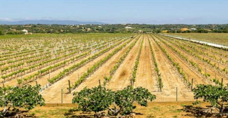 Algarve: Classic Wine Tour & Tasting in Silves - What to Expect on the Tour