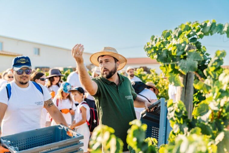 Algarve: Classic Wine Tour & Tasting in Silves - The Experience’s Strengths