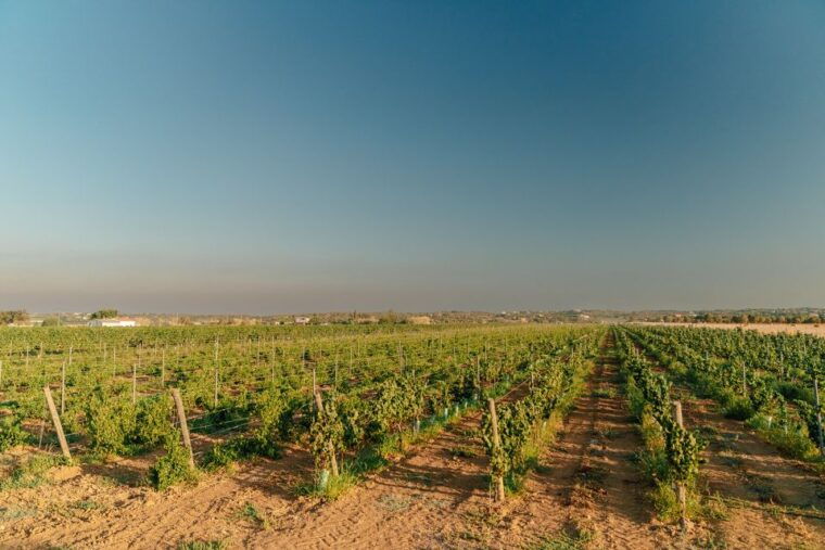 Algarve: Classic Wine Tour & Tasting in Silves - Potential Drawbacks