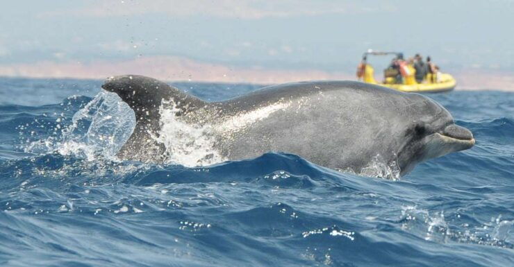 Algarve Coast: Dolphin Watching & Cave Tour - Activity Details
