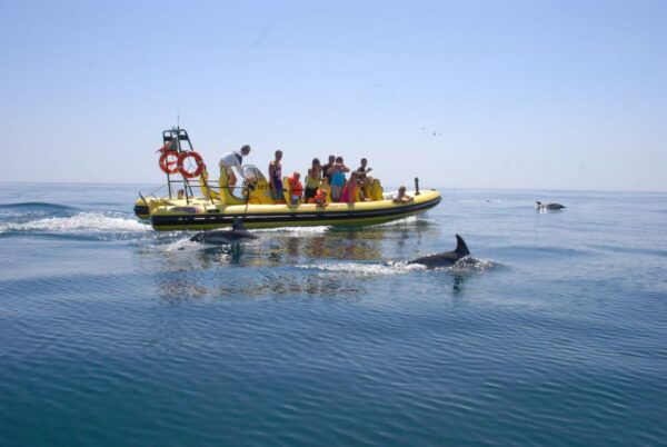 Algarve Coast: Dolphin Watching & Cave Tour - Free Cancellation and Flexible Payment