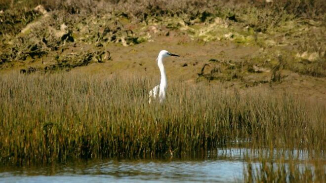 Algarve: Eco Boat Tour in the Ria Formosa Lagoon From Faro - Review Summary