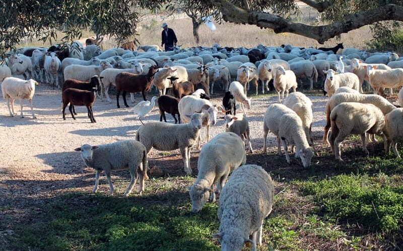 Algarve Explorer Half-Day ATV Tour - FAQs